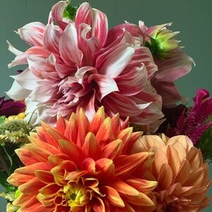 Meet your Posher, Grace